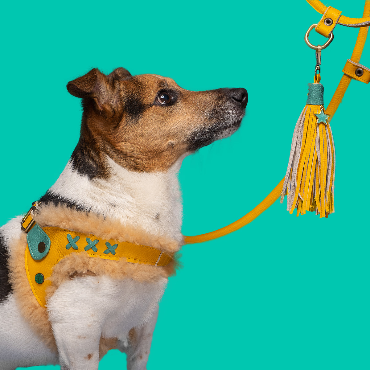 yellow leather dog harness Mokum DWAM Dog with a Mission
