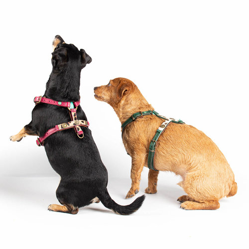 Lou Lou Dog Harness