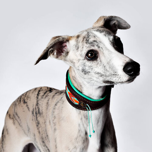 Paddy Lee Greyhound Collar