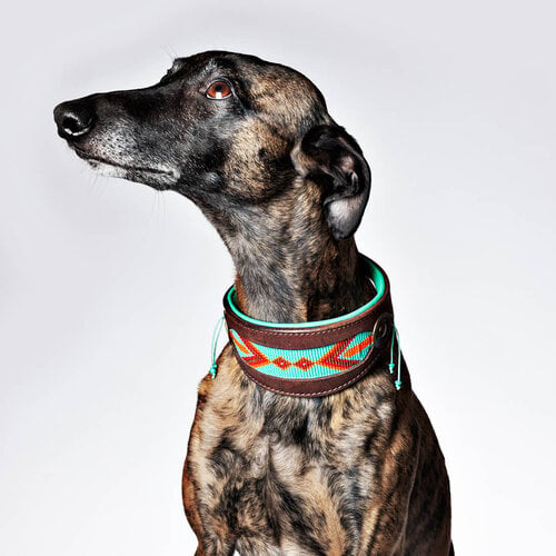 PADDY LEE COLLAR GREYHOUND