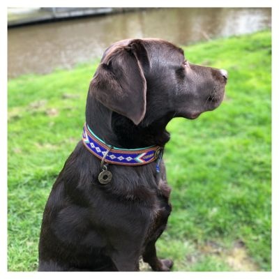 Jim-dwam-dogwithamission-collar