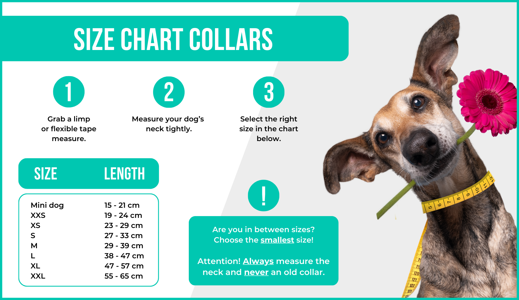 How do you measure a Dog with a Mission collar? Dog with a Mission