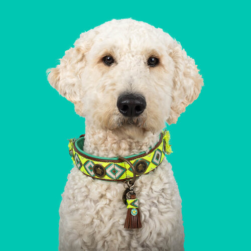 "Ranger" Boho-Chic Dog Collar: Bright Yellow with Green & Brown Accents