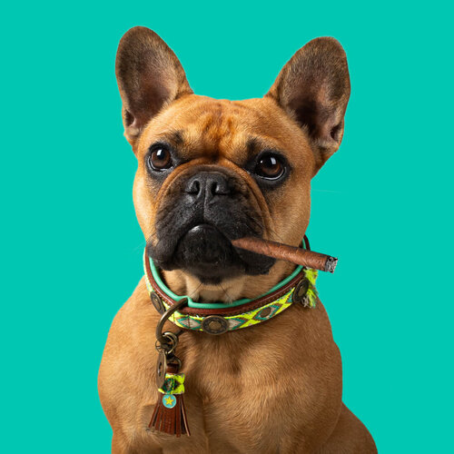 "Ranger" Boho-Chic Dog Collar: Bright Yellow with Green & Brown Accents