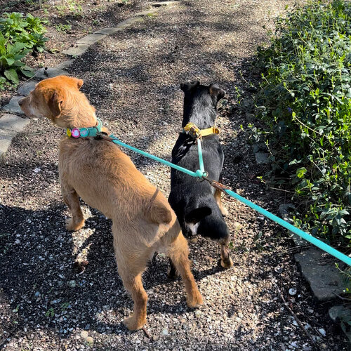 Laat gemakkelijk twee honden uit met deze  splitter