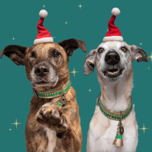 Groene Party Animal Kerst Halsband - Dog with a Mission