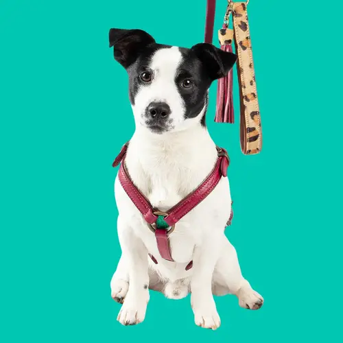 Dog with a Mission - Différents types de harnais pour chiens - Dog