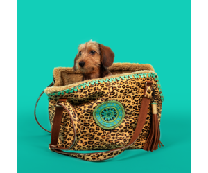 Leopard print shop dog carrier