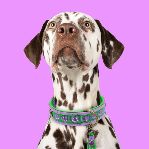 Collier de chien lilas joyeux avec Smiley perlé