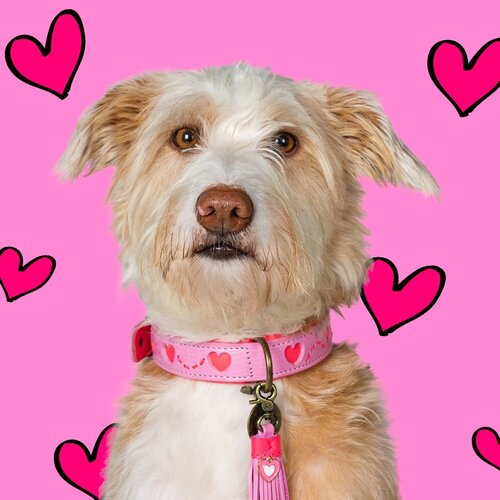 Pink Collar with Hearts: Fashionable Style and Durability in Genuine Leather