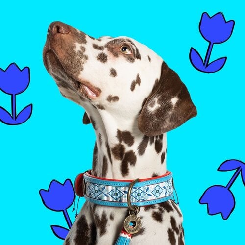 DUTCHIE DOG COLLAR