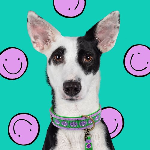 Collier de chien lilas joyeux avec Smiley perlé