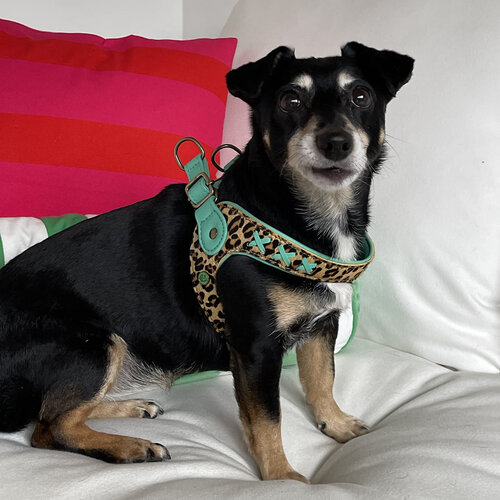 Must-have: 'Posh' Instaptuigje in Luipaard - Elegante Comfort voor je Hond
