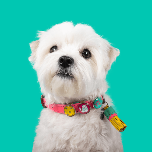 Decorate your DWAM collar with the Dwammies!