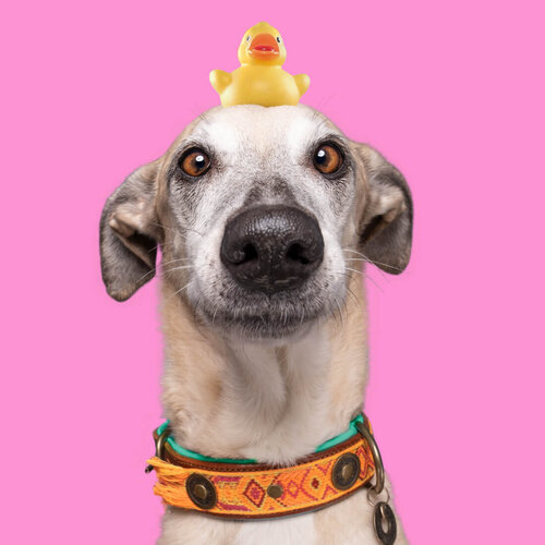 Orange Leder Boho Chica Hundehalsband - Dog with a Mission