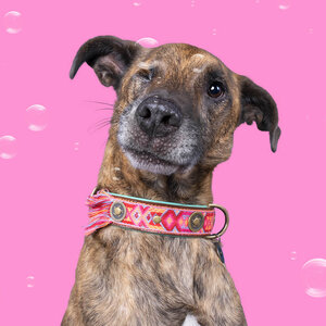 Collier pour chien Boho Rosa en cuir rose - Dog with a Mission