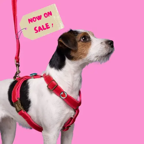 Snoopy Dog harness and leash Set