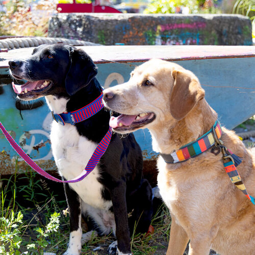 Gestreepte Mr Clooney Halsband - Dog with a Mission Gestreepte Mr Clooney Halsband - Dog with a Mission