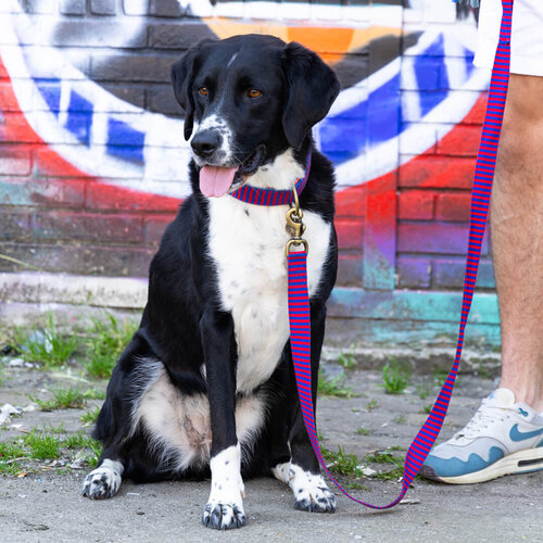 Mr Clooney Hondenriem Mr Clooney Hondenriem