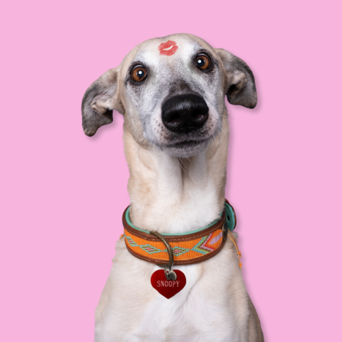 MÉDAILLES POUR CHIENS MÉDAILLES POUR CHIENS