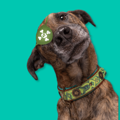 BOHO DIEGO DOG COLLAR BOHO DIEGO DOG COLLAR