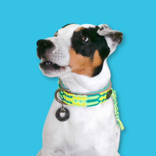 Gypsy Cactus Gypsy Cactus