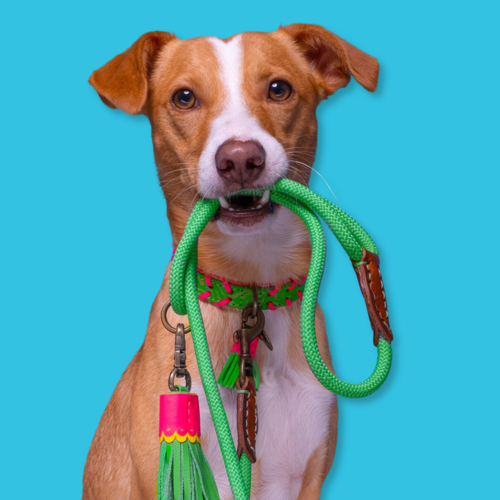 Georgia Hondenhalsband Georgia Hondenhalsband