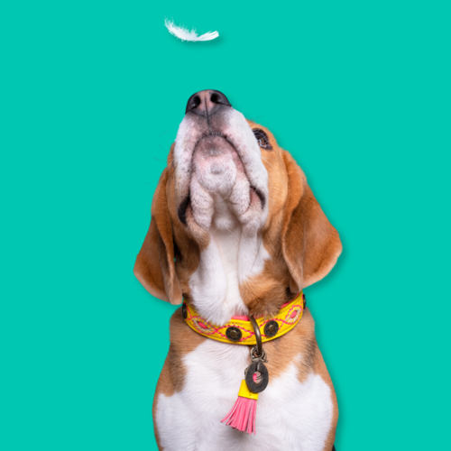 JESSY DOG COLLAR JESSY DOG COLLAR