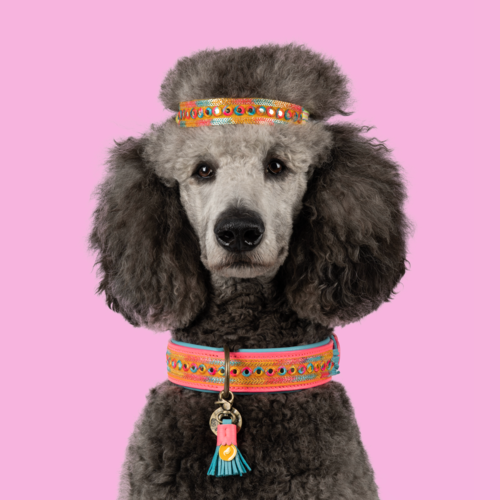 INDIAN SUMMER COLLIER POUR CHIEN INDIAN SUMMER COLLIER POUR CHIEN