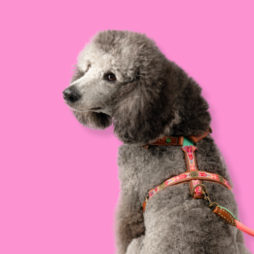 Boho Rosa Hondentuigje Boho Rosa Hondentuigje