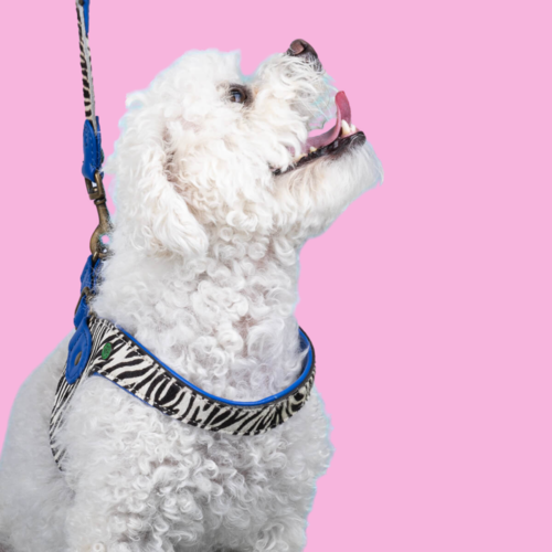 Dandy Hondentuigje Dandy Hondentuigje