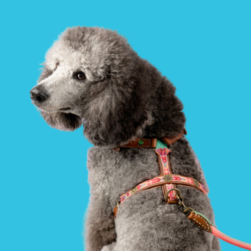 Y - Tuigen Y - Tuigen