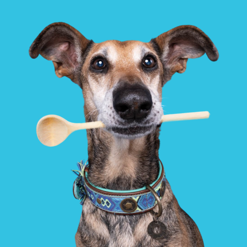 BOHO JUAN DOG COLLARS BOHO JUAN DOG COLLARS