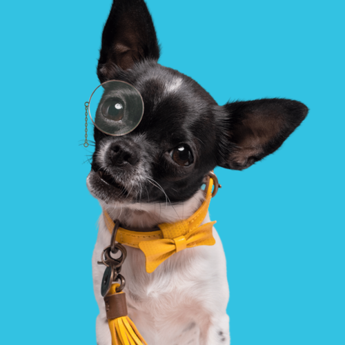 Bibi Collier Bibi Collier