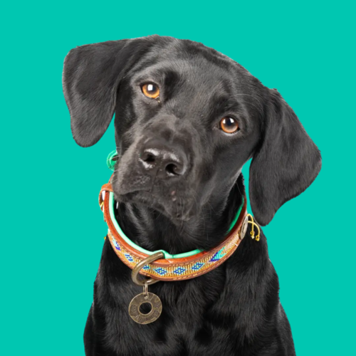 BEADS INDI MOON HUNDEHALSBAND BEADS INDI MOON HUNDEHALSBAND