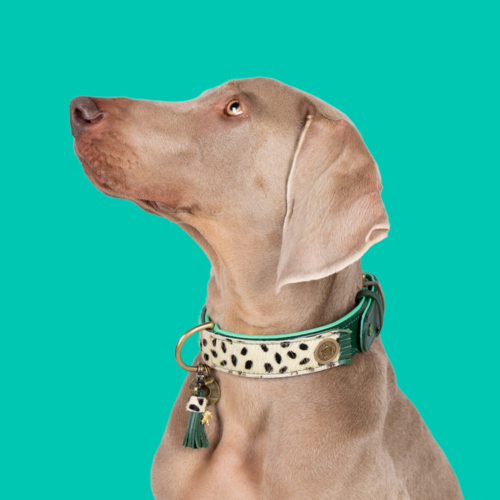 IVY HONDENHALSBAND IVY HONDENHALSBAND