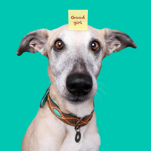 Stoere leren hondenhalsband bruin met turquoise - Dog with a Mission Stoere leren hondenhalsband bruin met turquoise - Dog with a Mission