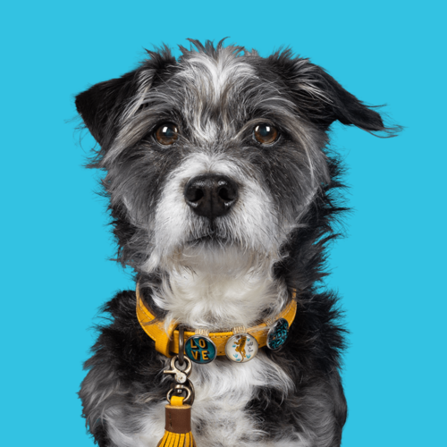 NEW YORK YANKEE COLLAR NEW YORK YANKEE COLLAR