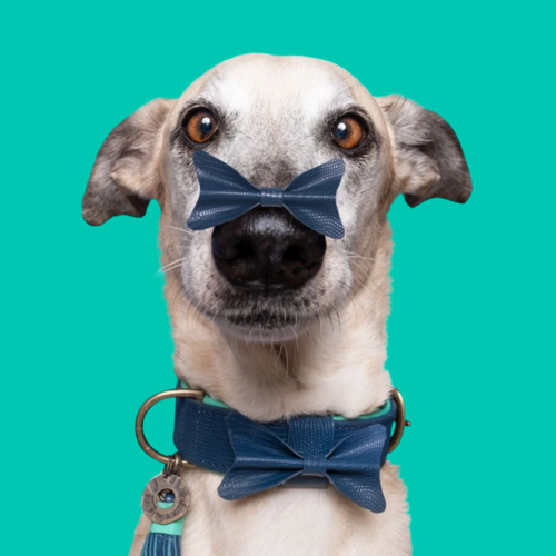 Buster Halsband Hond Buster Halsband Hond