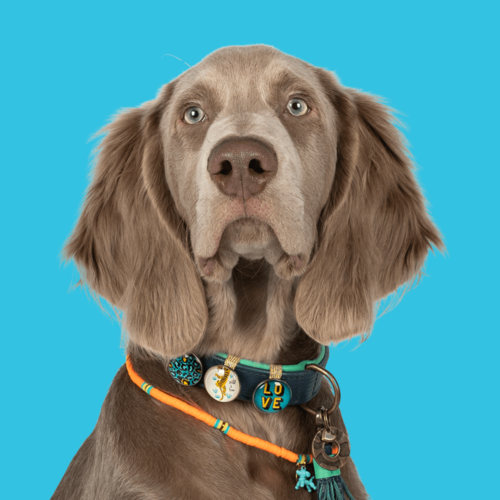 DETROIT TIGERS DOG COLLAR DETROIT TIGERS DOG COLLAR