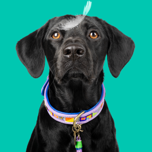 COLORPOP DOG COLLAR COLORPOP DOG COLLAR