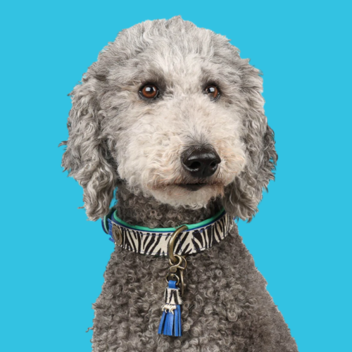 DANDY HONDENHALSBAND DANDY HONDENHALSBAND