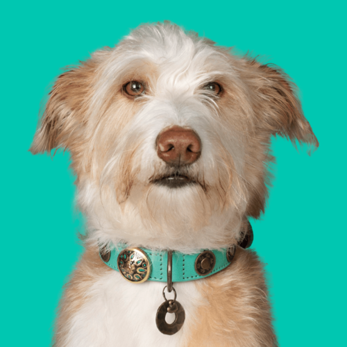 URBAN REBEL HUNDEHALSBAND URBAN REBEL HUNDEHALSBAND