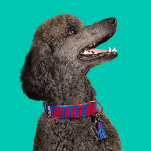 MR CLOONEY HUNDEHALSBAND MR CLOONEY HUNDEHALSBAND