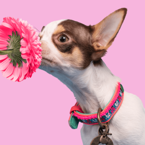 MINI HOND MOLLY MINI HOND MOLLY