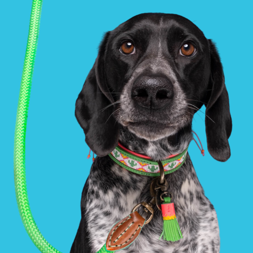 BEADS TROPICAL SUMMER DOG COLLAR BEADS TROPICAL SUMMER DOG COLLAR