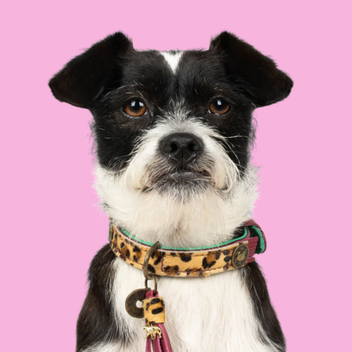 LOU LOU DOG COLLAR LOU LOU DOG COLLAR