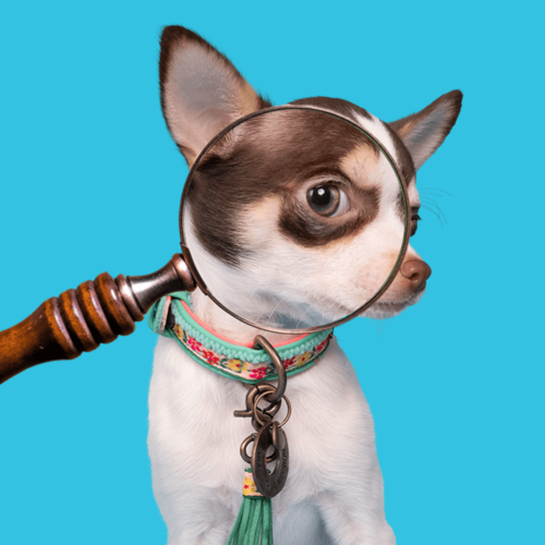 MINI DOG BELLA MINI DOG BELLA