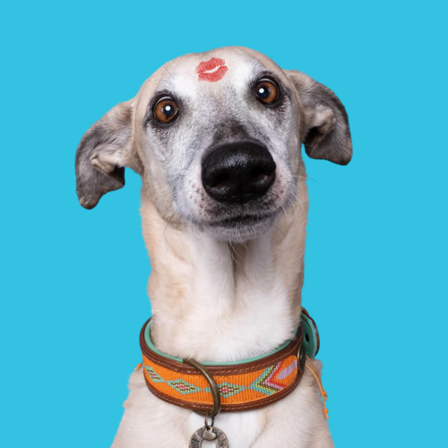 BEADS TIGER LILY HONDENHALSBAND BEADS TIGER LILY HONDENHALSBAND