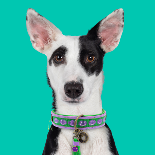 SMILEY HUNDEHALSBAND SMILEY HUNDEHALSBAND